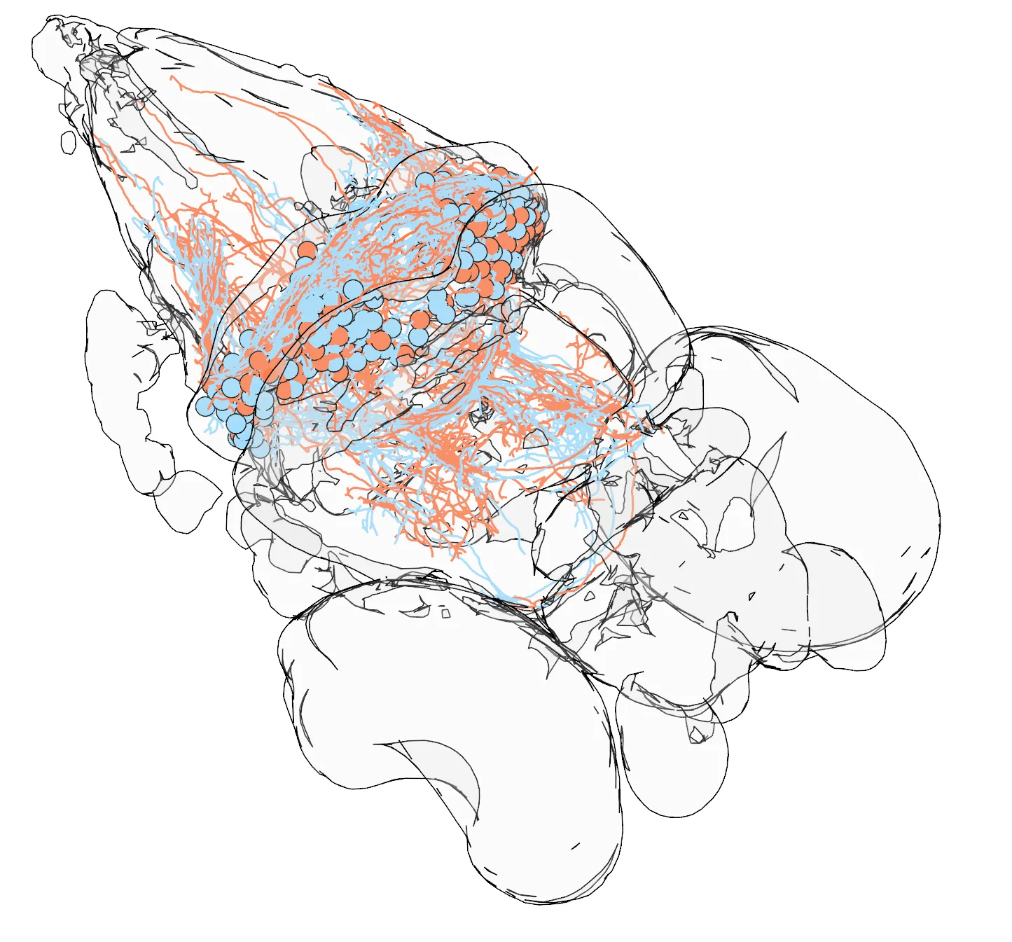 Brainrender collaboration is out in eLife