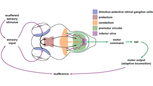 Diagram of the sensorimotor loop through the cerebellum