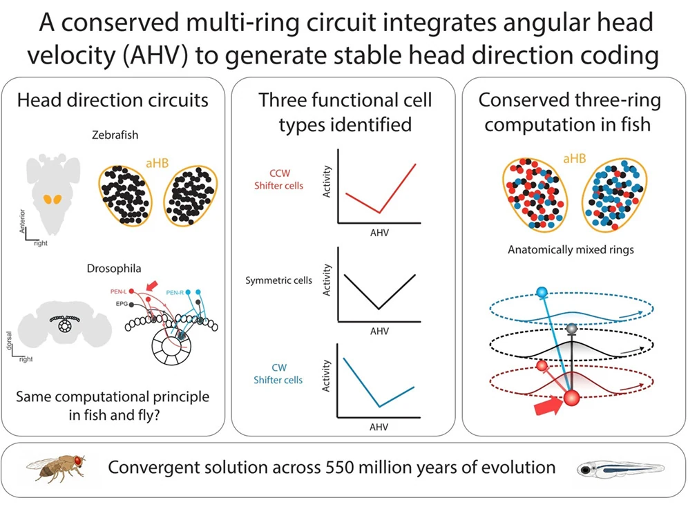 A conserved multi-ring circuit for head direction in fish and fly