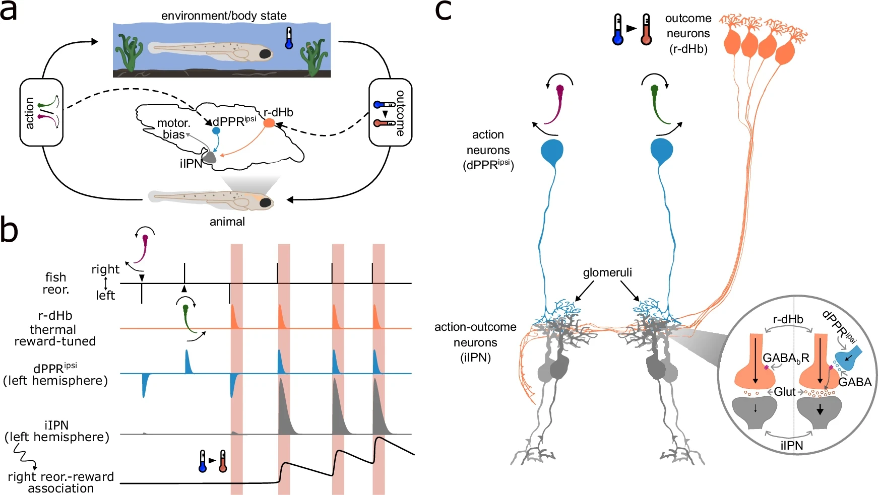Circuit for action-outcome association in the habenula and interpeduncular nucleus