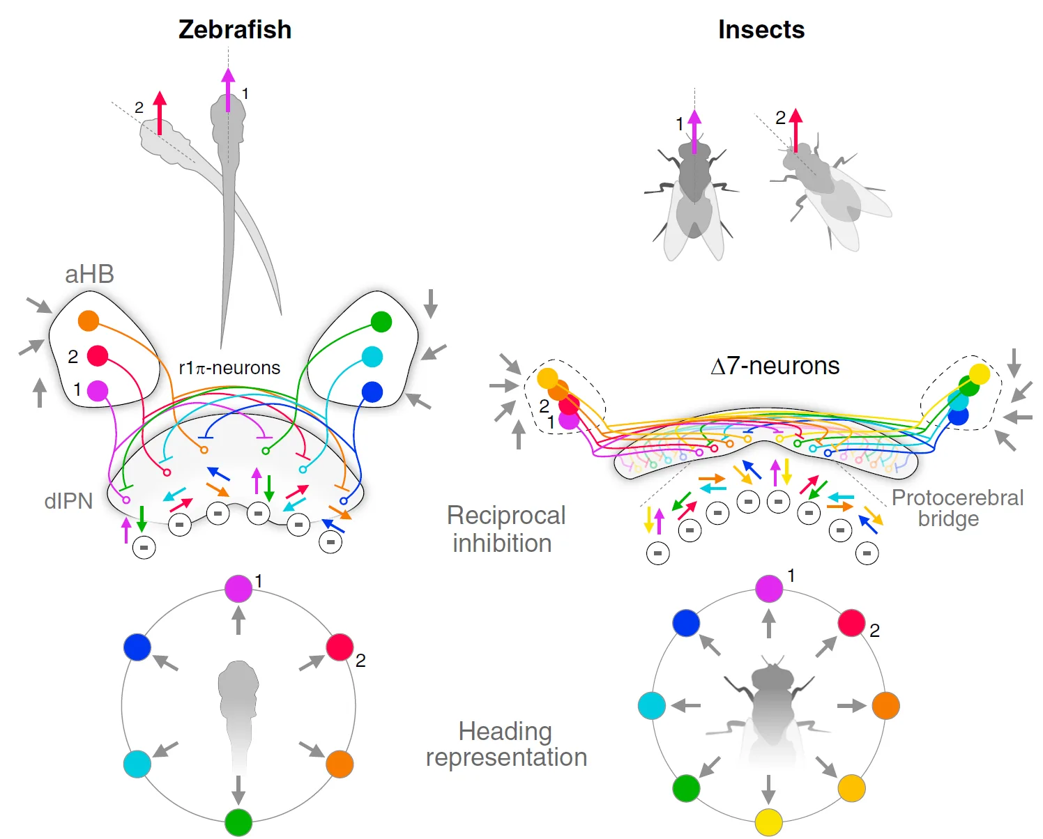 Schematic of the heading direction circuits of zebrafish and insects