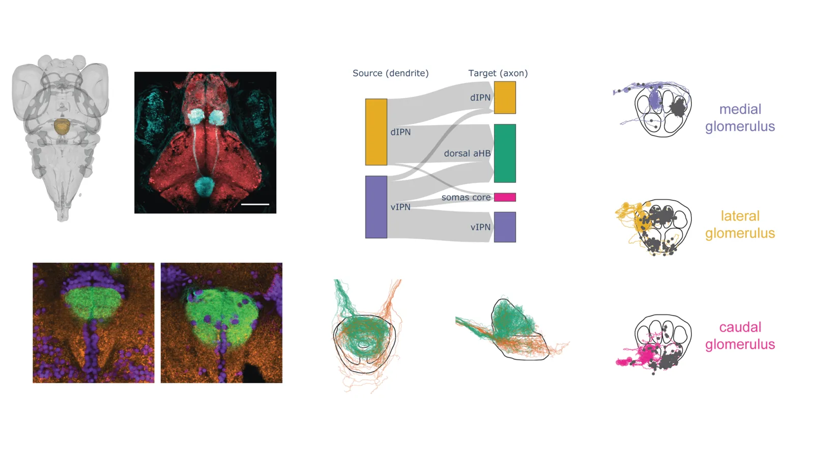 Anatomy of the interpeduncular nucleus and its glomeruli