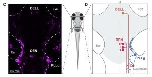 Functional and ultrastructural analysis of reafferent mechanosensation in larval zebrafish
