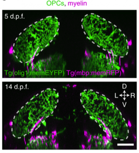 Oligodendrocyte precursor cells sculpt the visual system by regulating axonal remodeling